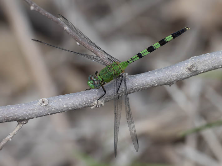 Erythemis vesiculosa (Great Pondhawk).jpg